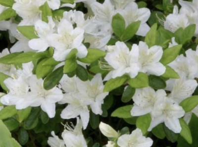 Azalea japonica 'Snow'
