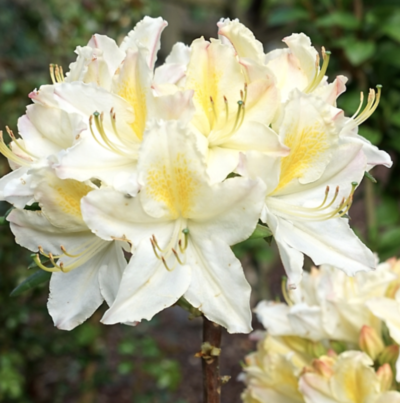Azalea mollis 'Daviesii'
