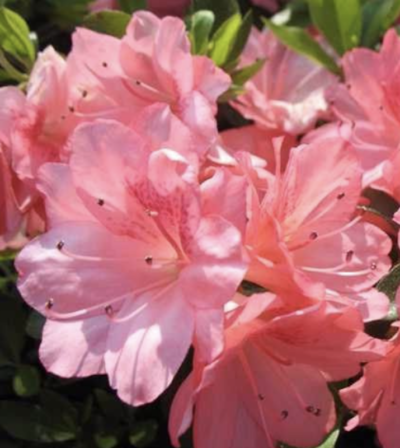 Azalea japonica 'Blaauw’s Pink'