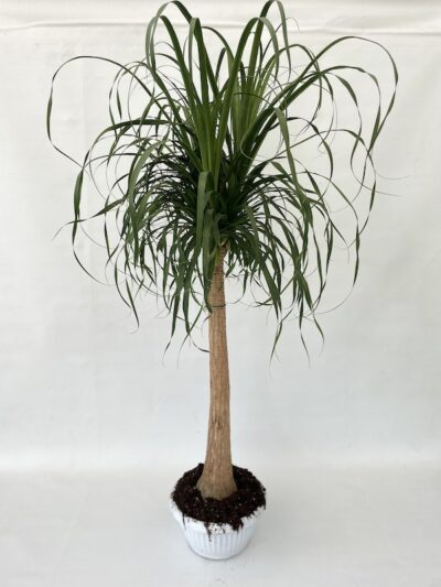 Beaucarnea recurvata MANGIAFUMO