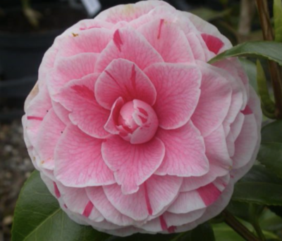 Camellia japonica BONOMIANA