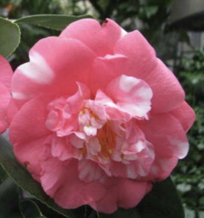 Camellia japonica CHANDLERI