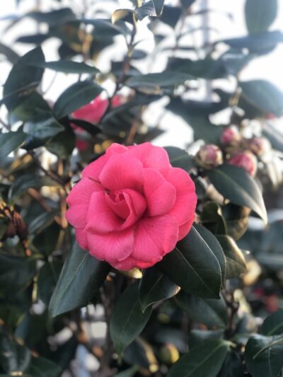 Camellia japonica KRAMER'S SUPREME