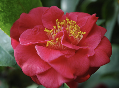 Camellia japonica MRS CHARLES COBB