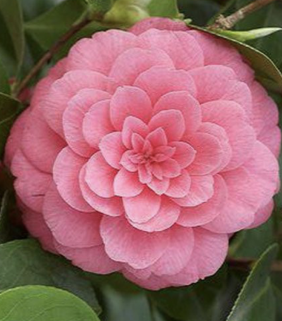 Camellia japonica MRS TINGLEY