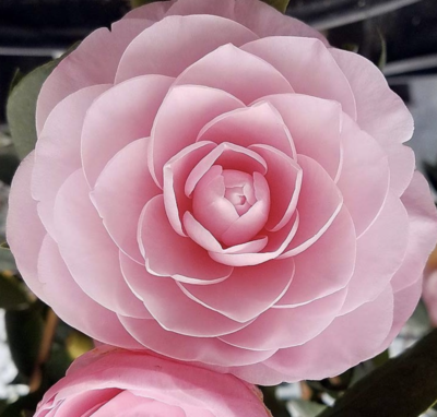 Camellia japonica PEARL MAXWELL