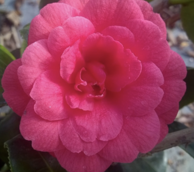 Camellia japonica ROSEDALE'S BEAUTY
