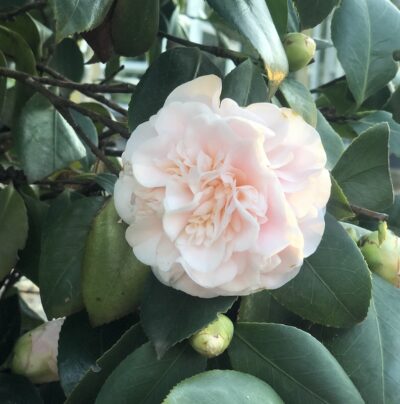 Camellia japonica SACCO NOVA