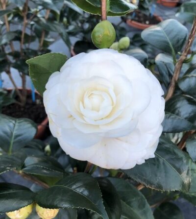 Camellia japonica SNOW WHITE