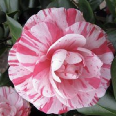 Camellia japonica CONTESSA LAVINIA MAGGI