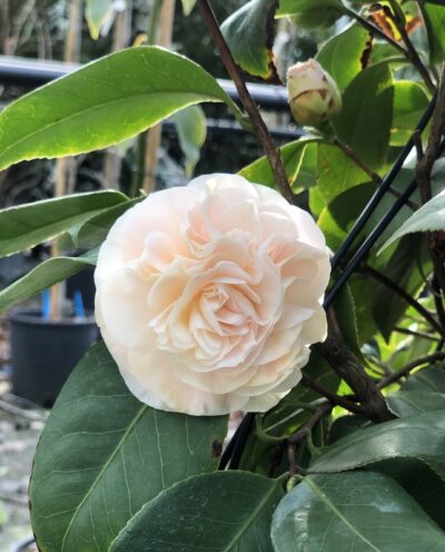 Camellia japonica DEBUTANTE