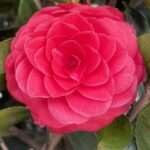 Camellia japonica MATHOTIANA
