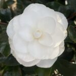 Camellia japonica PAOLINA MAGGI