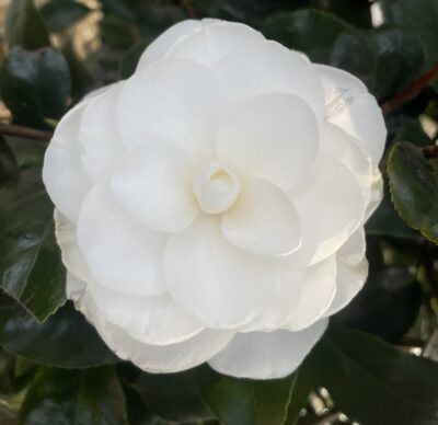 Camellia japonica PAOLINA MAGGI