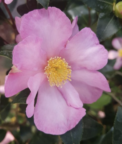 Camellia sasanqua  CLEOPATRA