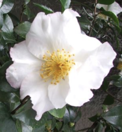Camellia sasanqua  F.L.M. 10