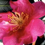 Camellia sasanqua KANJIRO