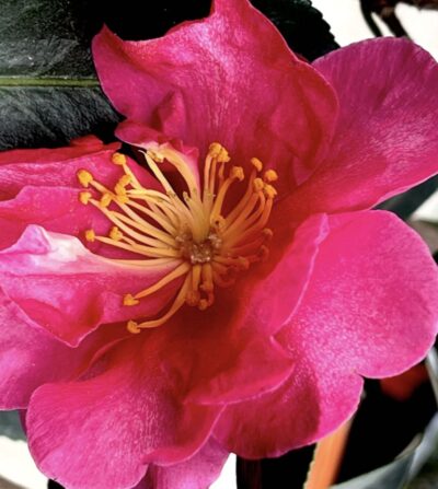 Camellia sasanqua KANJIRO