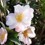 Camellia sasanqua 'Hino de Gumo'