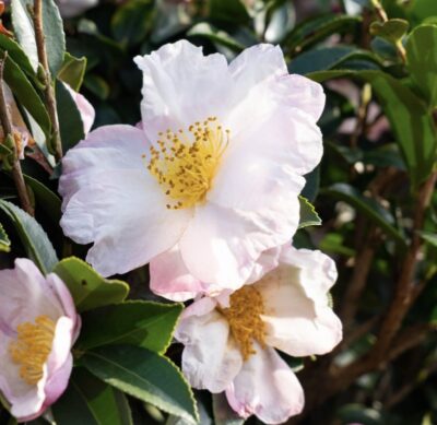 Camellia sasanqua 'Hino de Gumo'