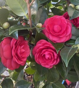 Dettaglio Camellia japonica 'Black Lace' - Vivai Frappetta
