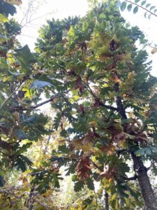 Dettaglio di Quercus frainetto QUERCIA ITALIANA - Autunno 2022 - Vivai Frappetta
