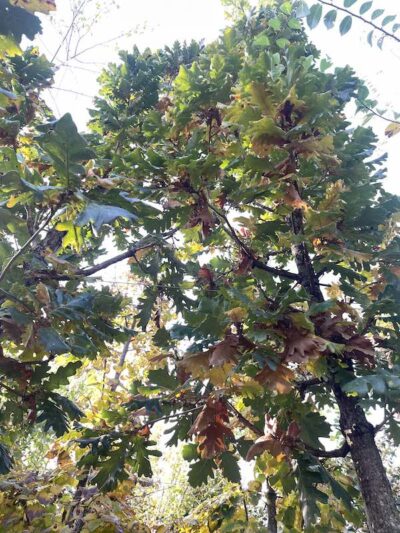 Dettaglio di Quercus frainetto QUERCIA ITALIANA - Autunno 2022 - Vivai Frappetta