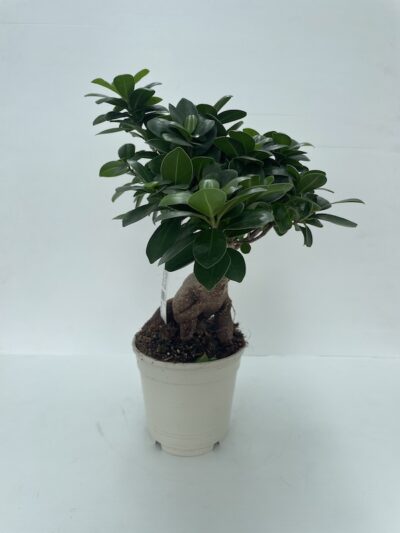 Ficus microcarpa 'Ginseng' BONSAI Vaso 15cm