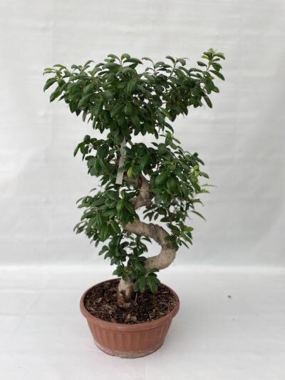 Ficus microcarpa 'Ginseng' BONSAI Vaso 45cm