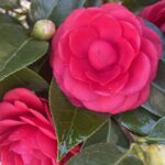Fiore di Camellia japonica 'Black Lace' - Vivai Frappetta
