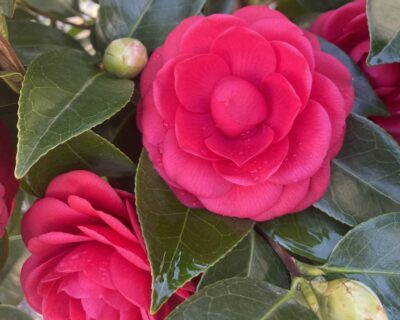 Fiore di Camellia japonica 'Black Lace' - Vivai Frappetta