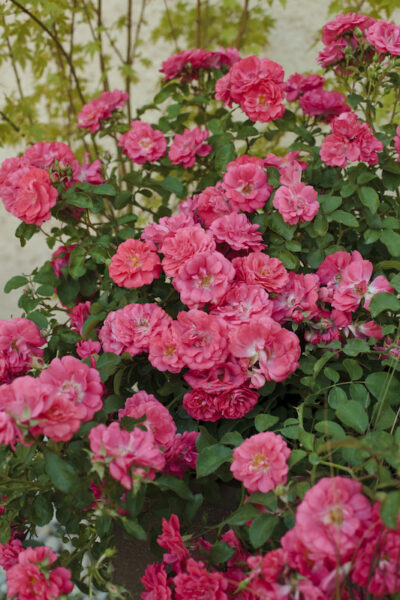 ROSA CORAL DRIFT