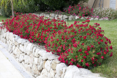 ROSA RED DRIFT