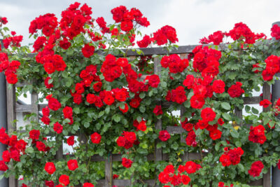 ROSA RAMPICANTE LA SEVILLANA GPT