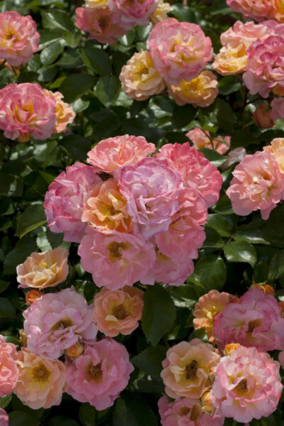 ROSA PEACH DRIFT