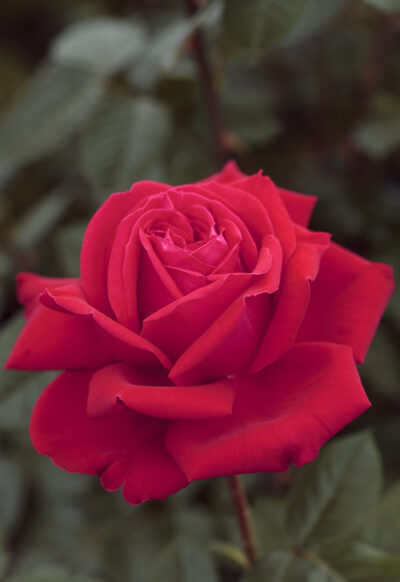 ROSA MARYLOU
