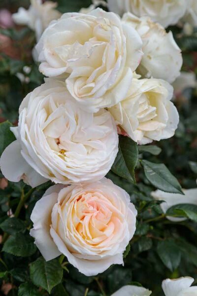 ROSA CAMILLE CLAUDEL