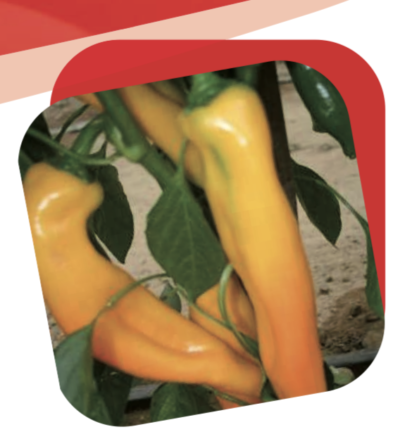 Peperone Corno Giallo