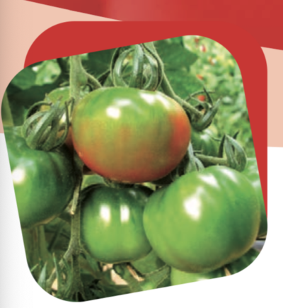 Pomodoro Camoncino