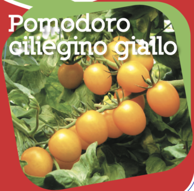 Pomodoro Ciliegino Giallo