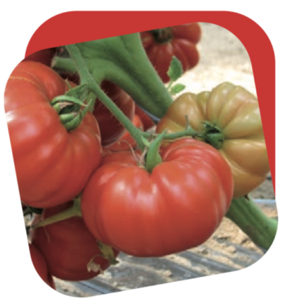 Pomodoro Marmande