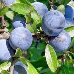 Prunus spinosa PRUGNOLO - frutti