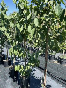 Psidium guayava - Vivai Frappetta