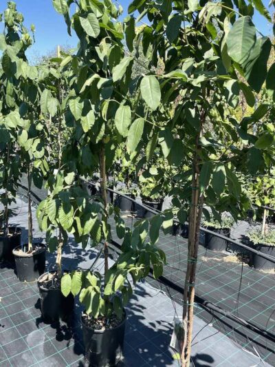 Psidium guayava - Vivai Frappetta
