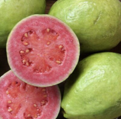 Psidium guayava 'Rosa'