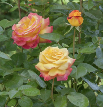 ROSA RAMPICANTE PULLMAN ORIENT EXPRESS GPT