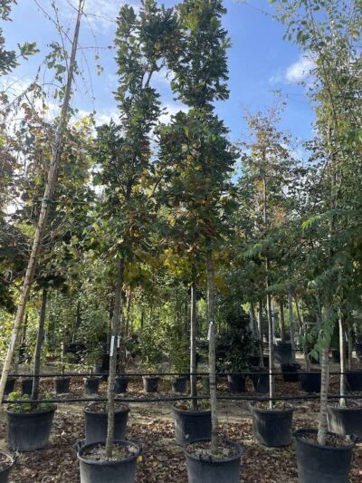 Quercus frainetto QUERCIA ITALIANA - Autunno 2022 - Vivai Frappetta