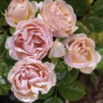 Rosa Auguste Escoffier