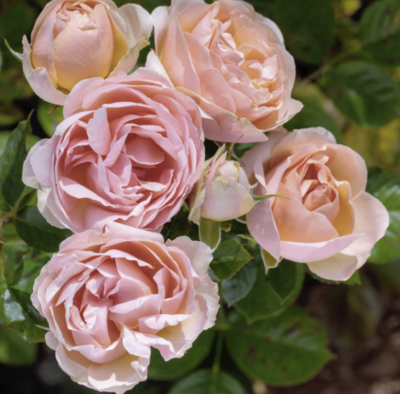 Rosa Auguste Escoffier