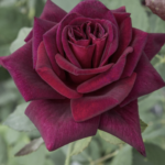 Rosa Black Perfumella